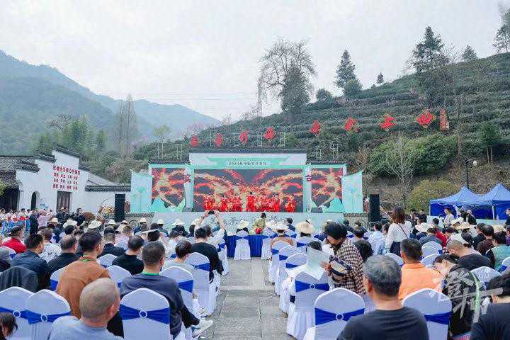 “杭为茶都、临为茶源” ！临安6万亩新茶长势喜人香馥郁
