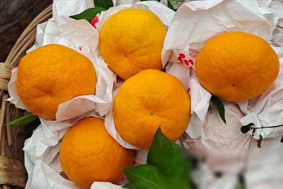 耙耙柑爆红热搜！网友狂赞水果界福报，究竟发生了什么？⁵ᴳ