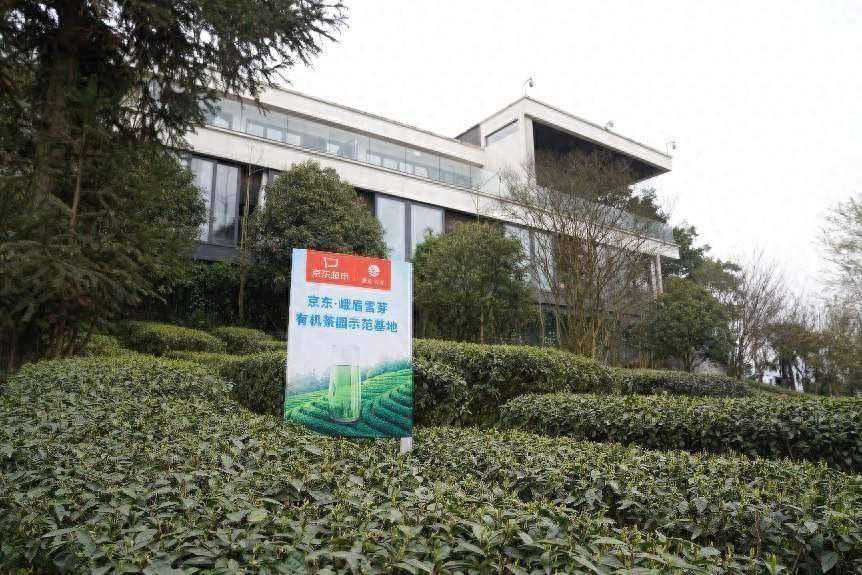 新消费观察丨峨眉雪芽有机茶开园采新节开启 年销售额有望突破千万