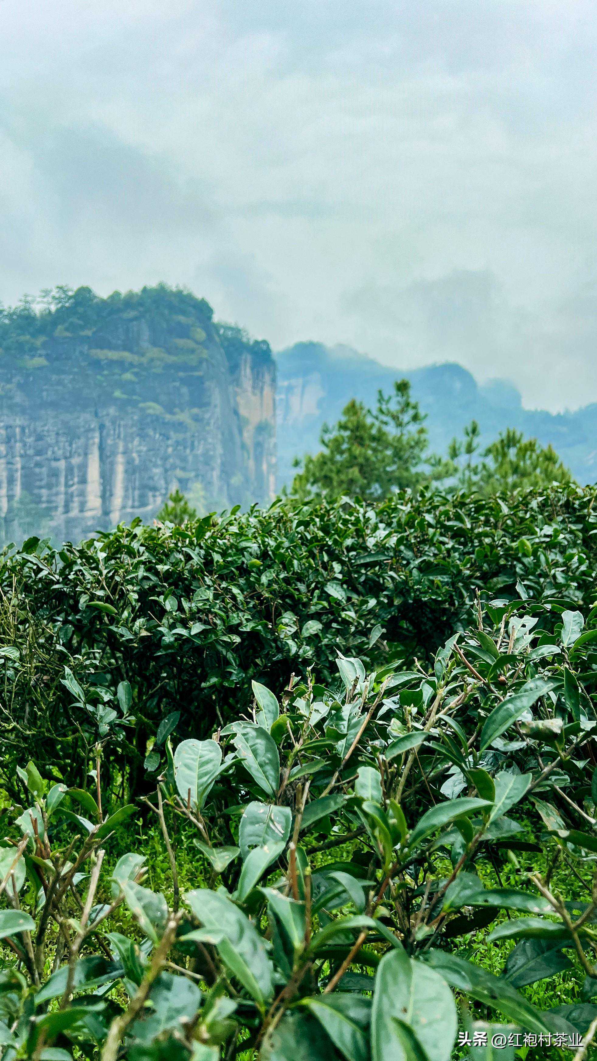 巡山看茶 | 只为了寻找心中的那泡茶！
