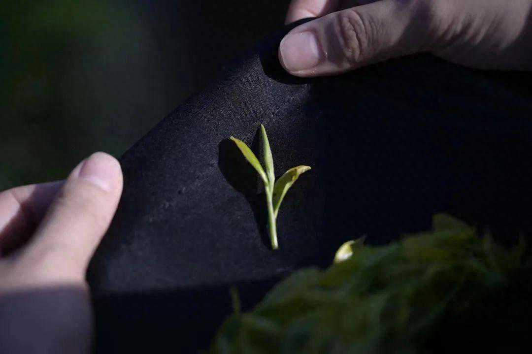 必收藏！茶叶灵魂的起点，茶人必知的茶树知识