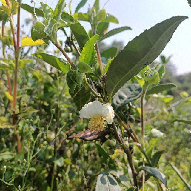 大乌叶是什么档次的茶