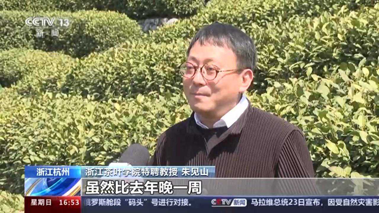 春暖茶香 全国多个茶叶主产区进入采摘期