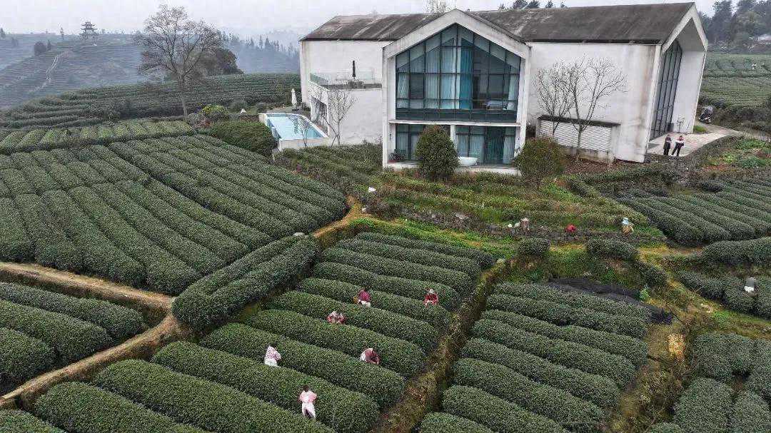 第二十届蒙顶山茶文化旅游节将于3月27日在雅安举行