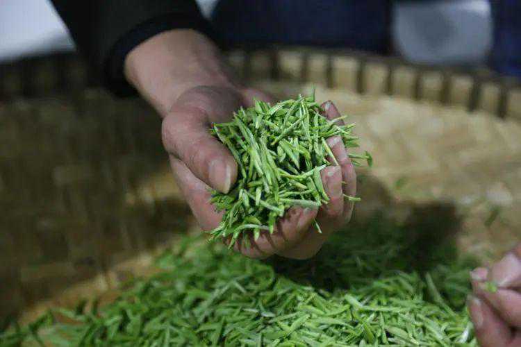 又是世界第一！2023年全国茶产量355万吨