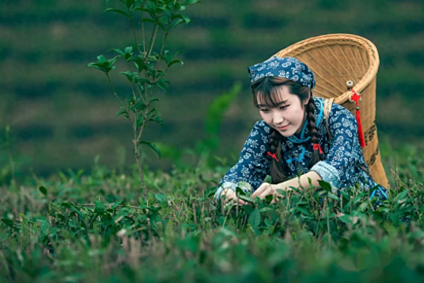 茶与人，人与茶