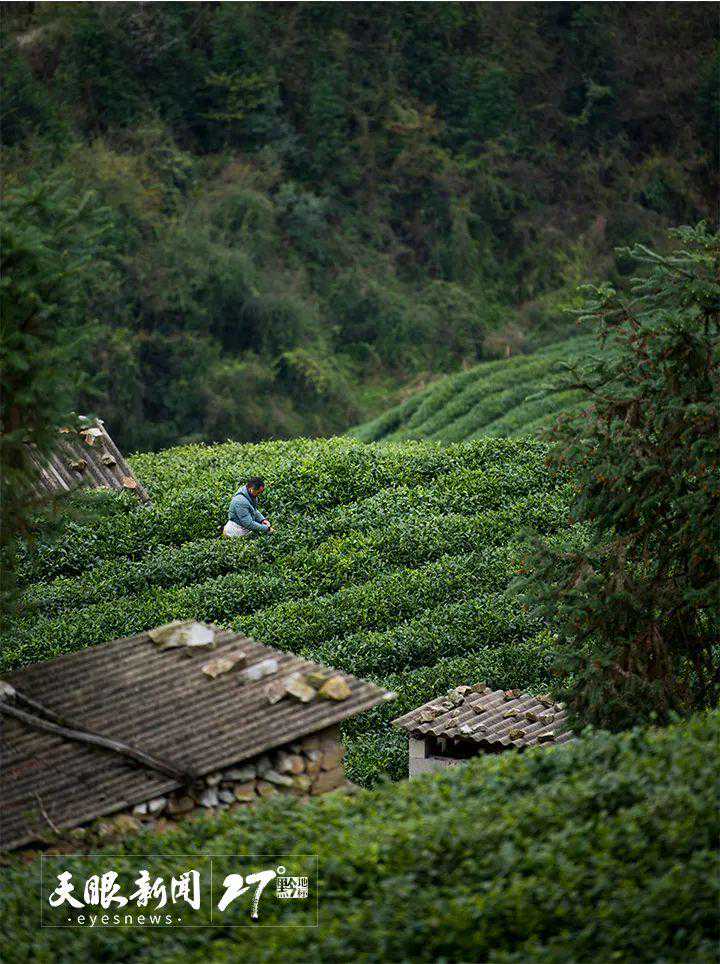 以茶促旅 以旅兴茶｜贵州助推茶文旅融合焕发山乡新活力