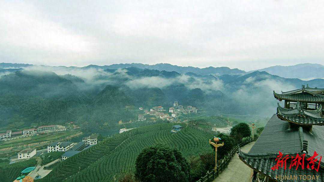 联农带农  推动茶文旅融合发展，兴农富农  带领老区老百姓致富