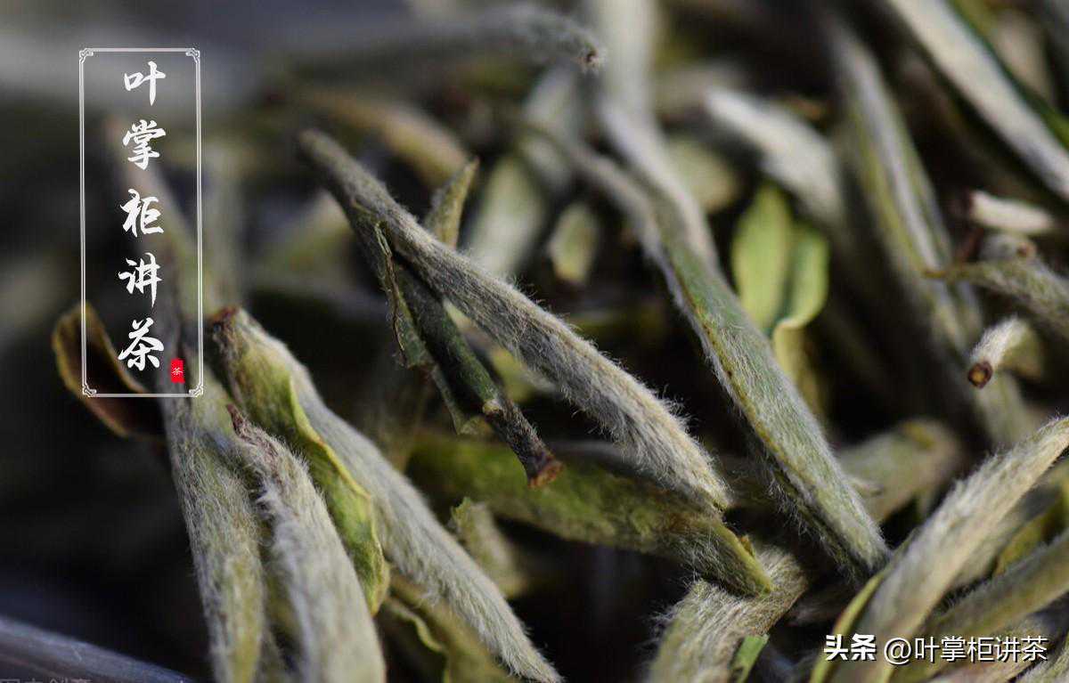 好的白毫银针有哪些特征？教你从这4个方面轻松辨别