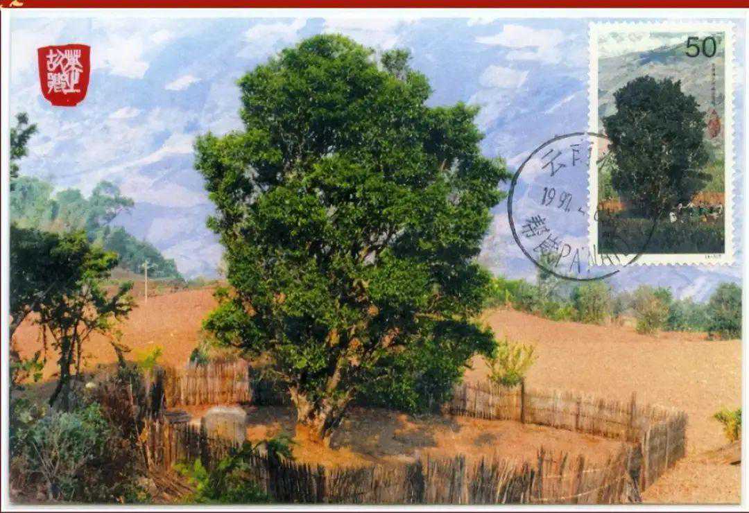 邦崴，邮票上的茶王树