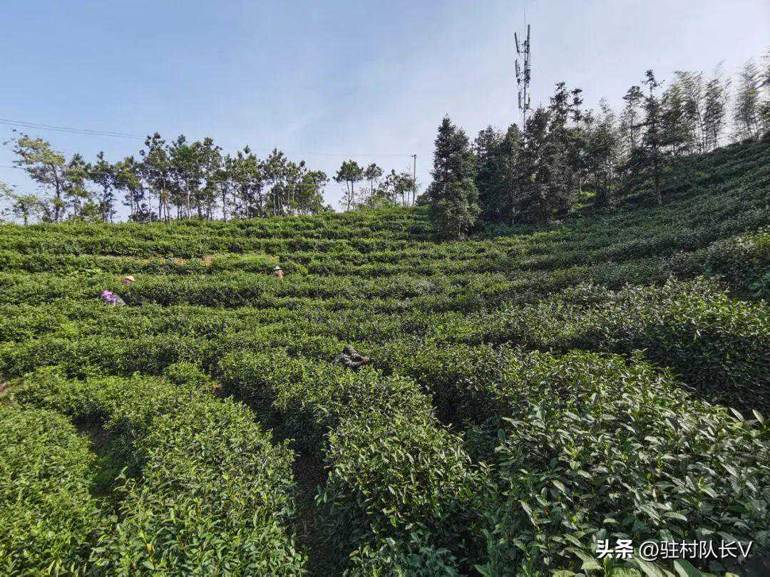 驻村岁月 | 天柱山富硒本茶：且饮一杯茶
