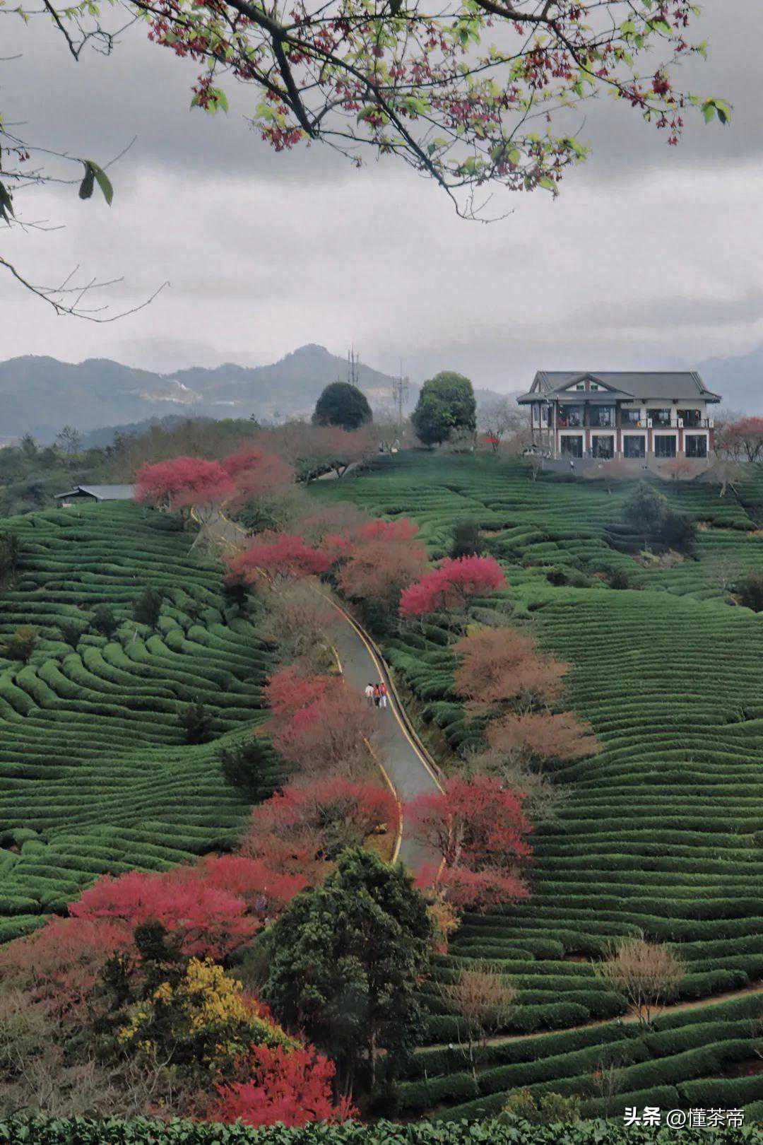 漳平除了水仙茶，居然还有喝豆浆长大的茶？