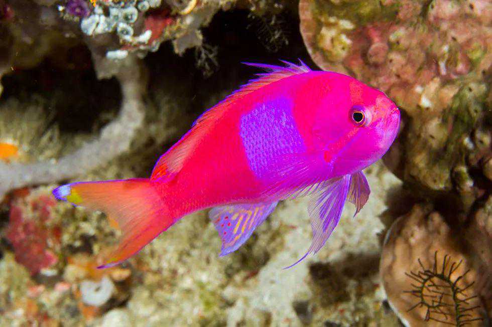 海水小百科—紫印