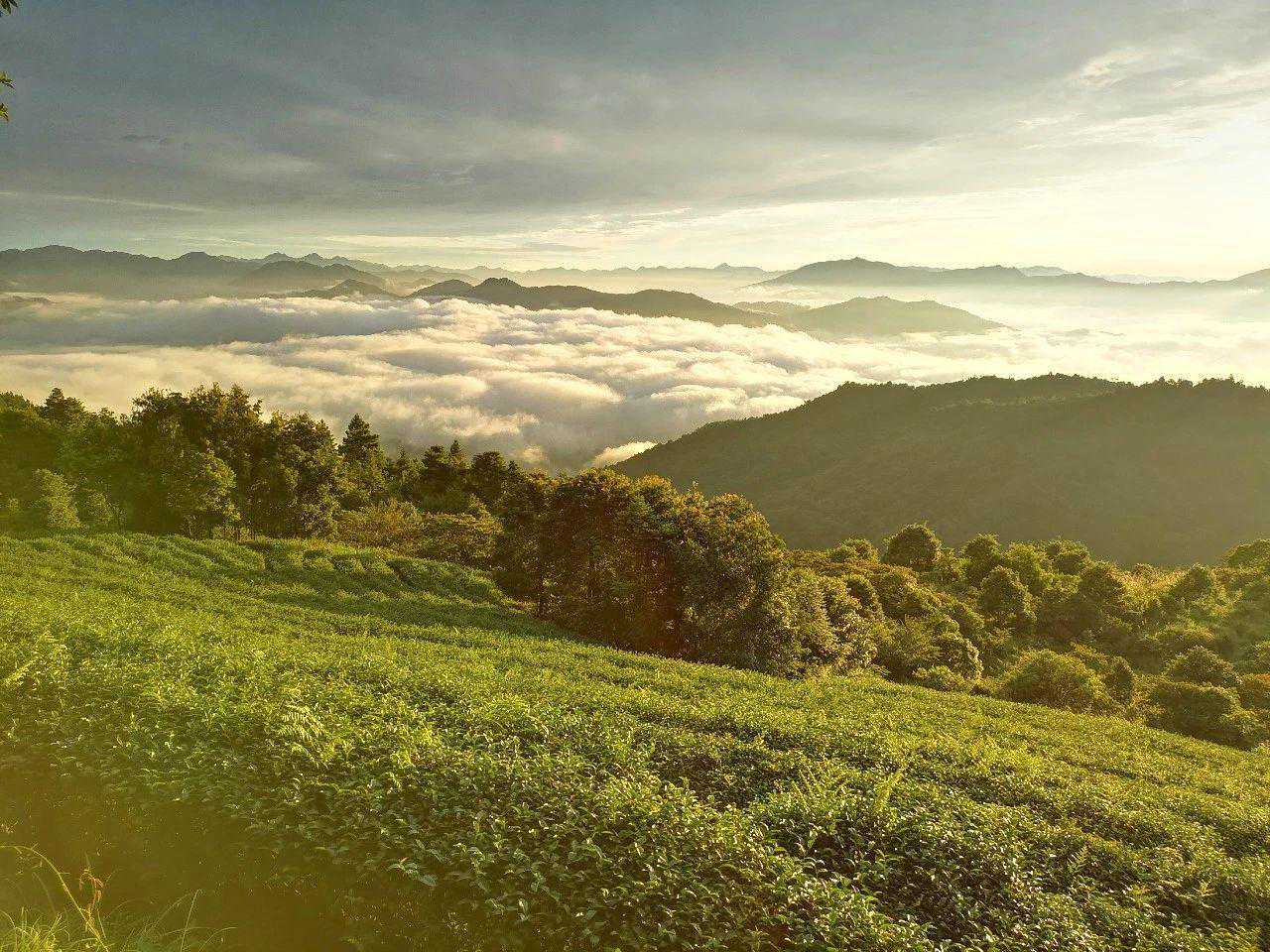 七泡有余香，越耐泡的茶叶，品质越好吗？