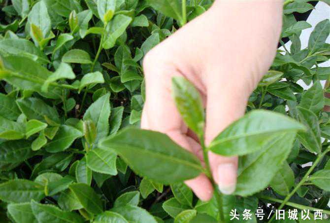 铁观音的正味、消青与拖酸茶的区别