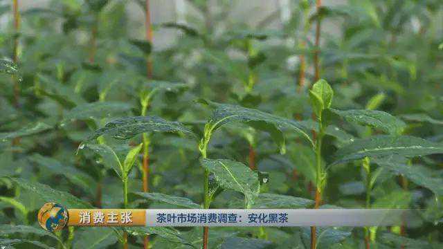 安化黑茶中的三砖、一卷、三尖分别是什么？