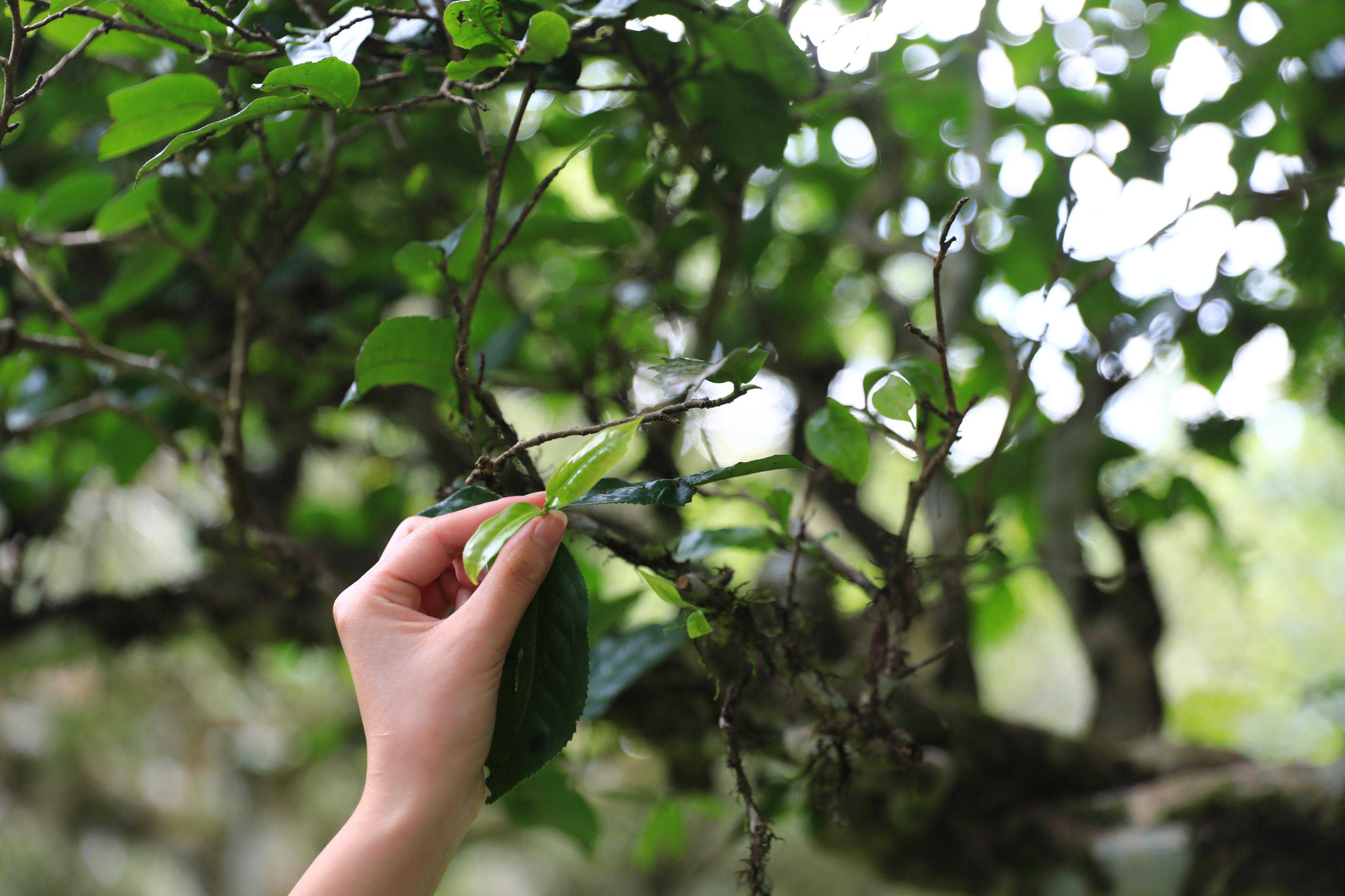 做茶全过程｜我们一直用这些“笨拙”的方法做茶