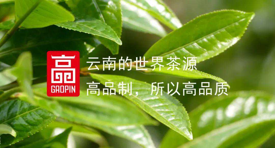 ​普洱茶好不好，先看它“油”不“油”