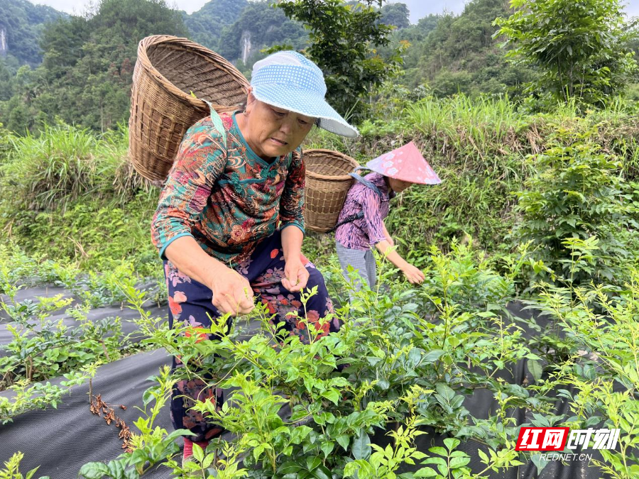 永定区四都坪乡：两茶套种探索产业发展新模式