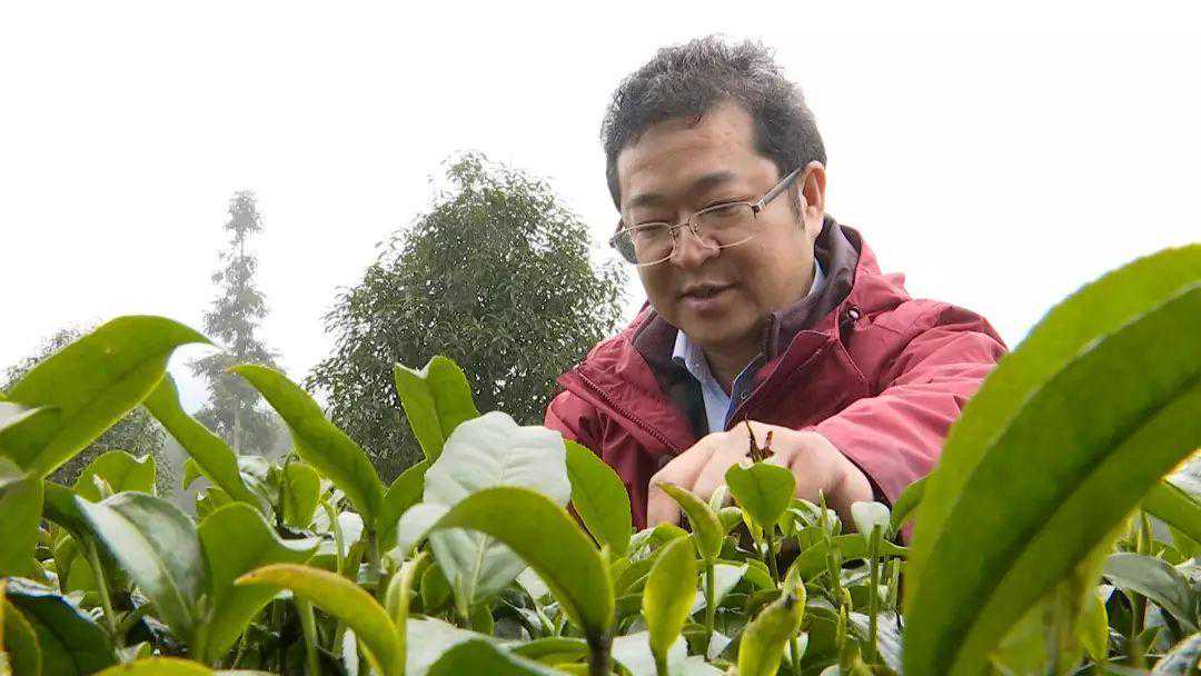 请你喝杯贵州茶：68次国家级金奖的湄潭翠芽