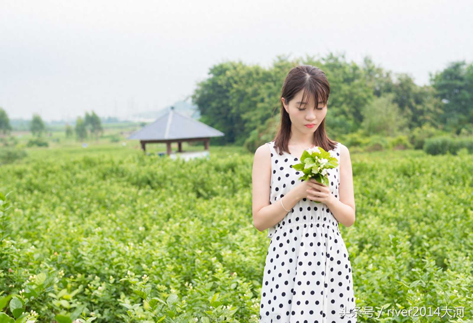 全国最大的茉莉花产地，全世界60%的茉莉花来自这里