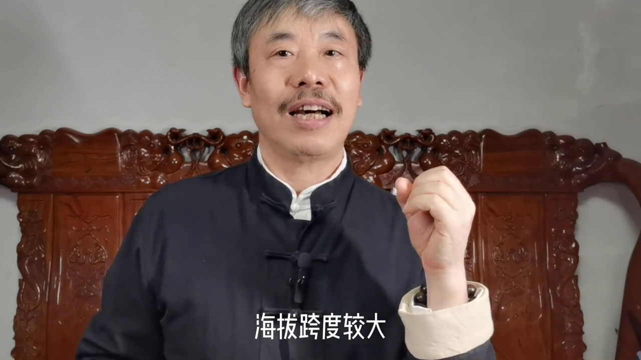 老缪讲茶：名山古树--倚邦曼松，曼松茶树有什么特点