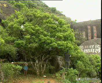 潮州凤凰千年茶王：宋茶