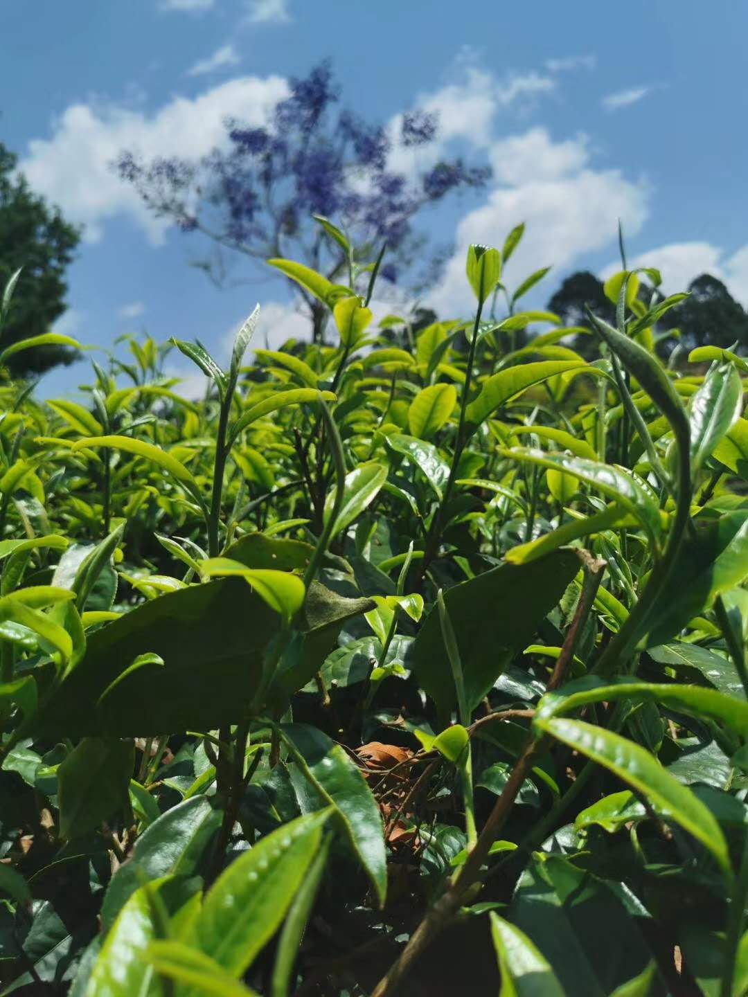 百年杨聘号普洱茶