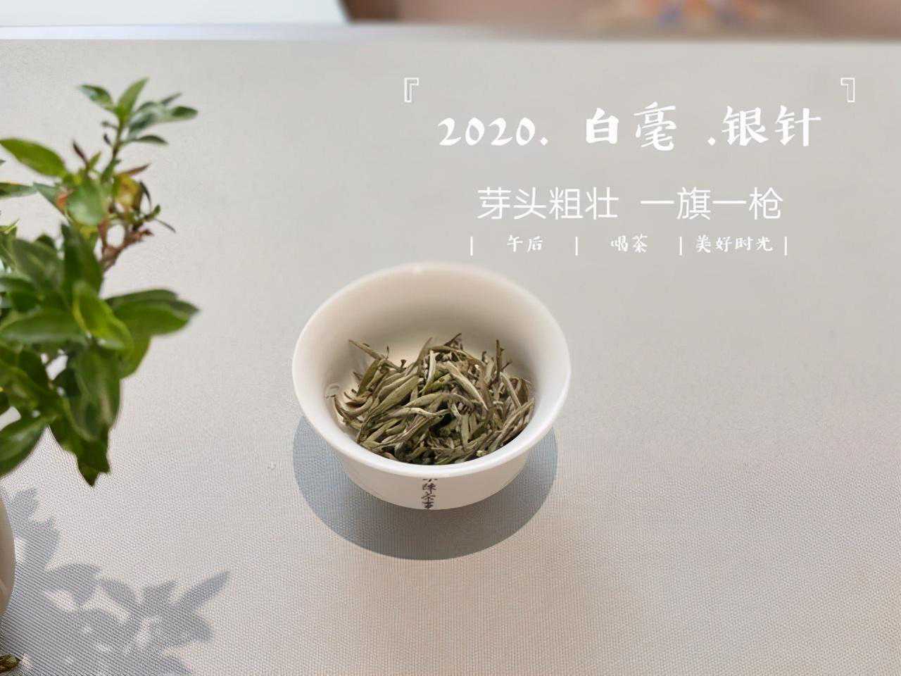 白茶中没有毫香？是因为品质不佳？辟谣：那是你喝不懂