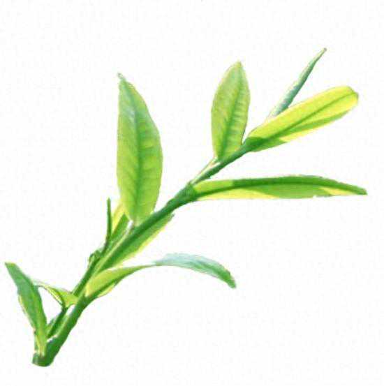 最是茶香能致远