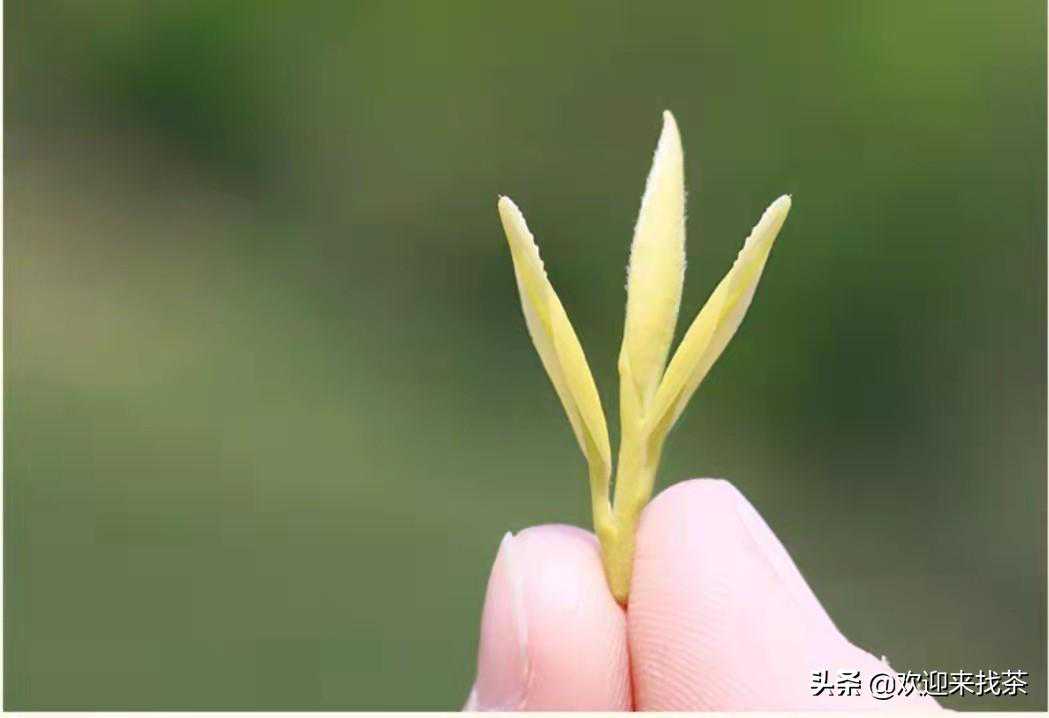 茶叶的级别是怎么区分的，特级一级二级的标准是什么