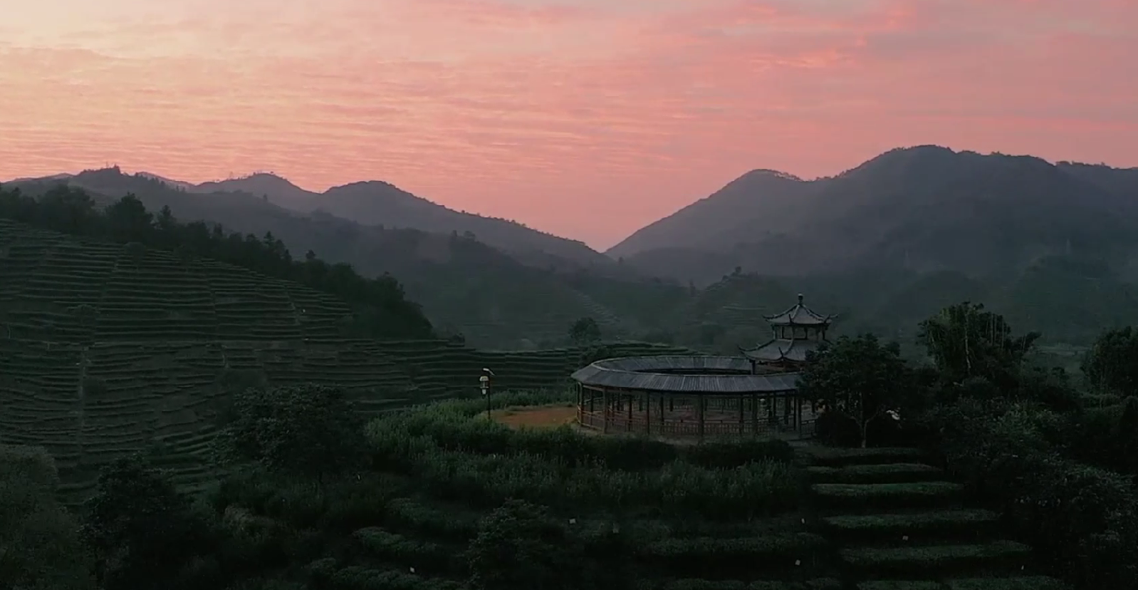 （文化潮州）潮州工夫茶：凤凰单丛