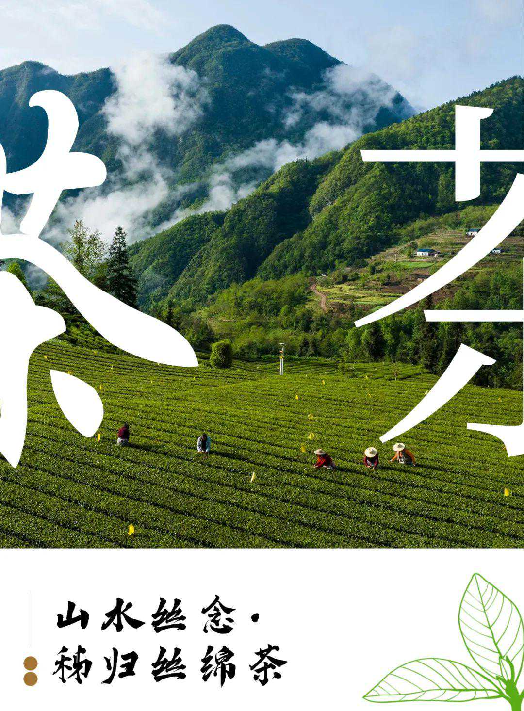 “秭归丝绵茶”品牌形象出来了！