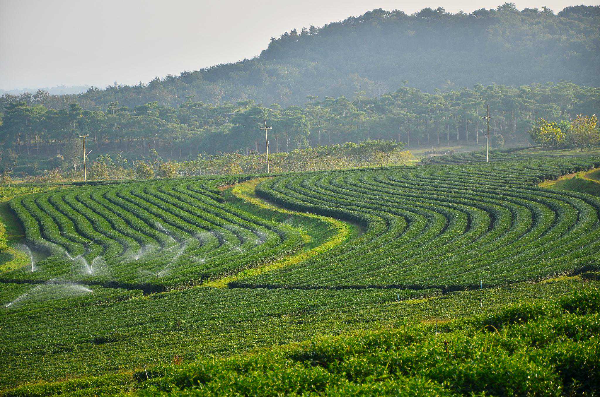 安吉白茶1000一斤什么档次