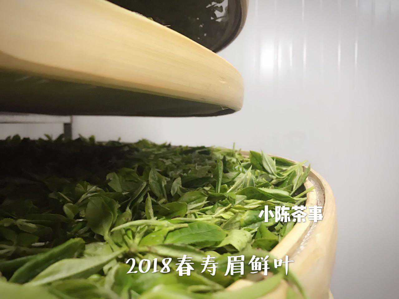 是谁说春白茶中春尾寿眉是最差的？赶快来辟谣！