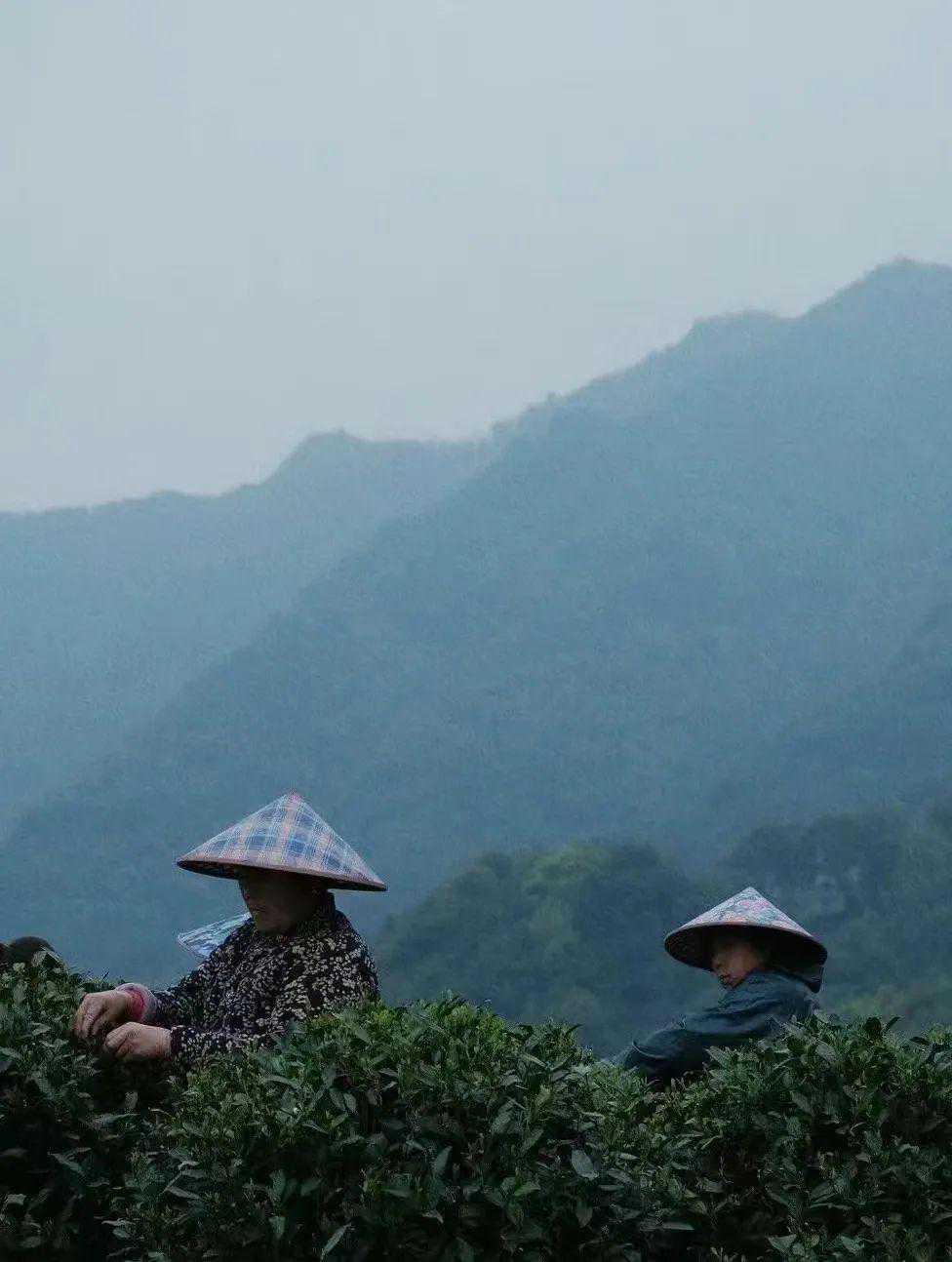 森森好茶，最是信阳春日那抹绿 | 八大茶社④