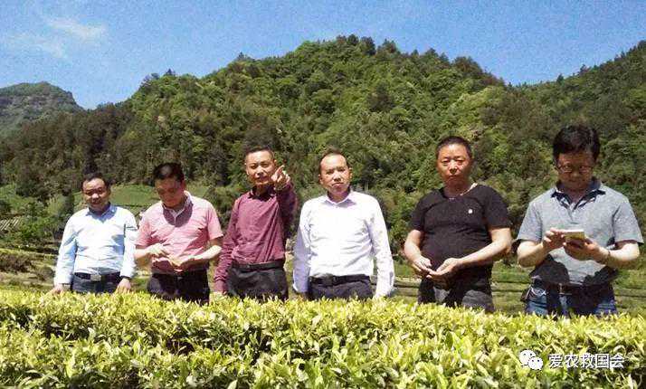 冠突散囊菌在发酵茶方面的应用