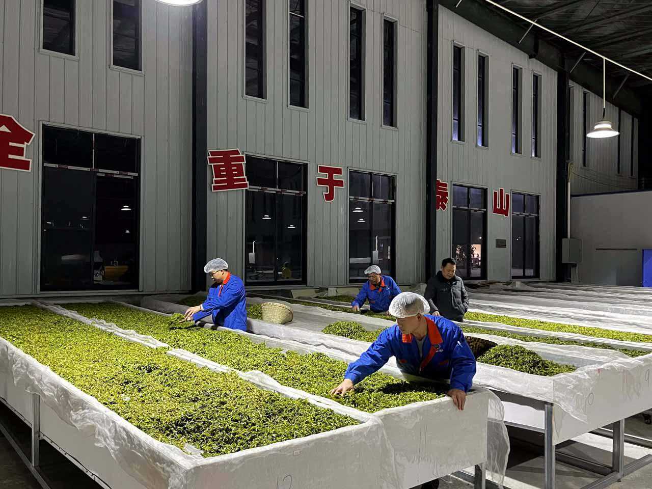 你喝过贵州龙井吗？茶叶第一大省的贴牌与品牌