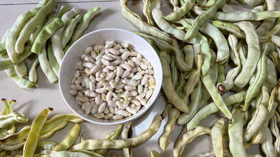 云南紧茶，你认识它吗？