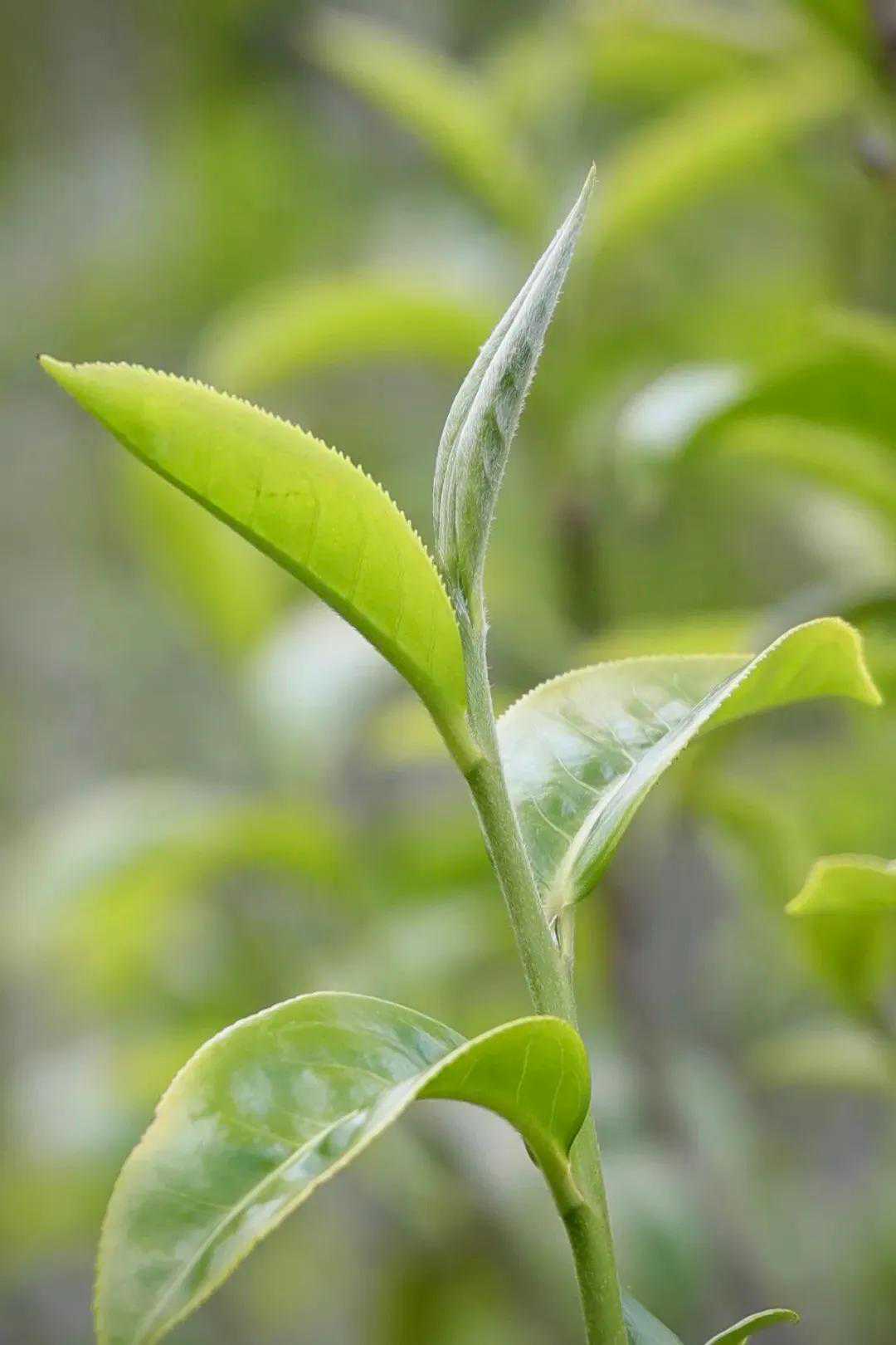 普洱茶皇冠上的明珠——《十大名寨》（上）