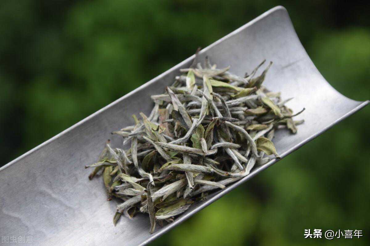 只有白茶有毫香？“毫香”究竟是何方神圣？