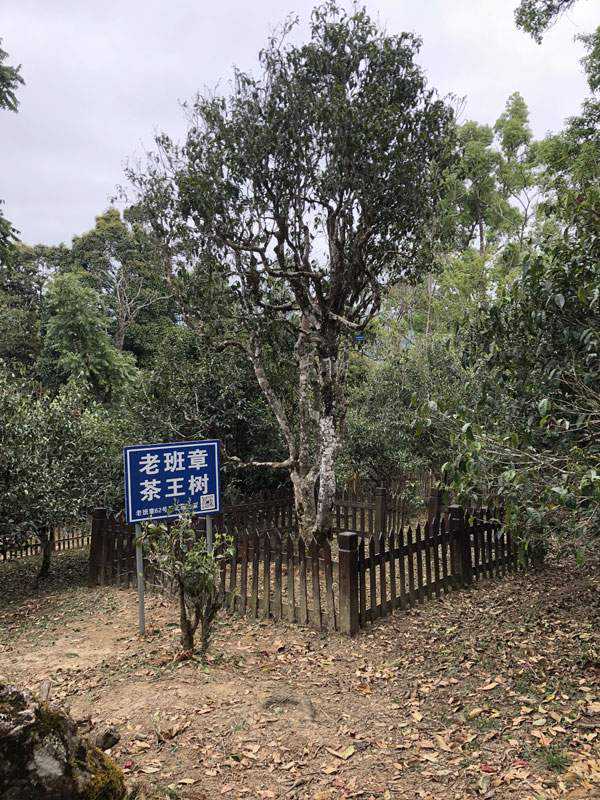 老班章、冰岛普洱茶历年收购价格表