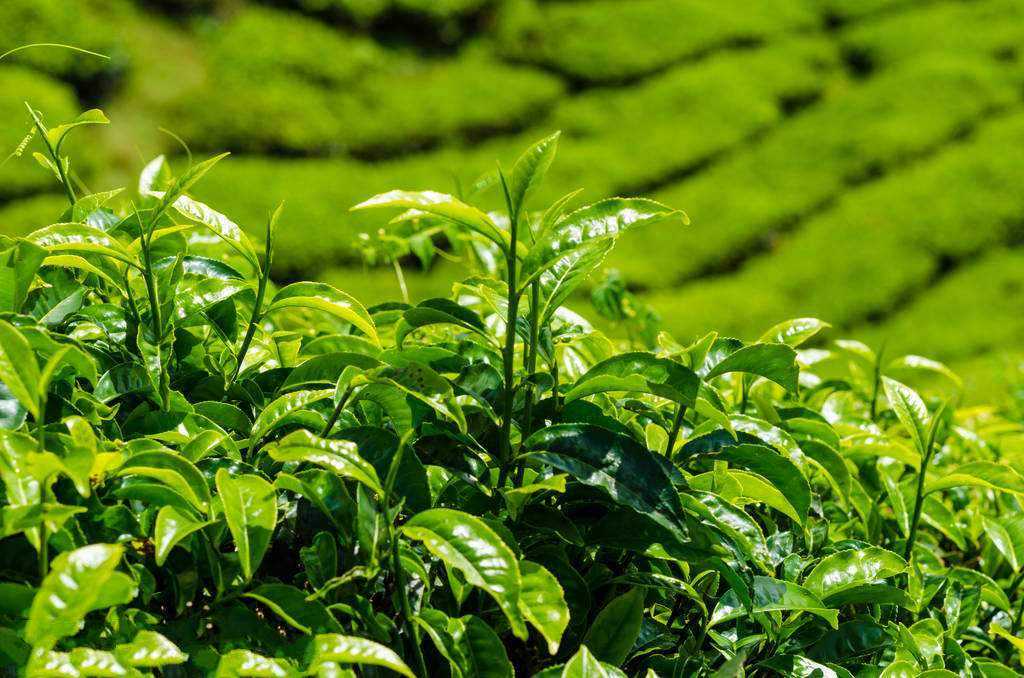 云南云抗27号大叶茶的背景特征特点介绍