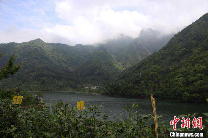 海外华文媒体深山探访太平猴魁制作技艺