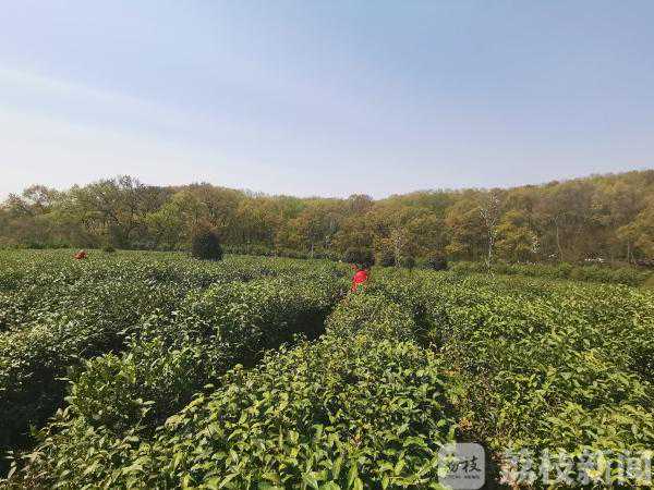 新茶上市：价格相差40倍 明前茶市场有点乱！