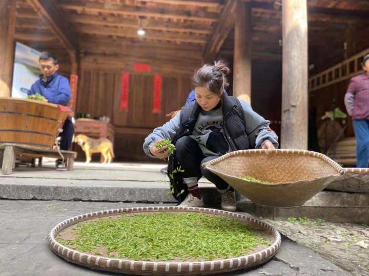 钱塘龙井产区采茶忙，新茶已出炉，每斤500到600元