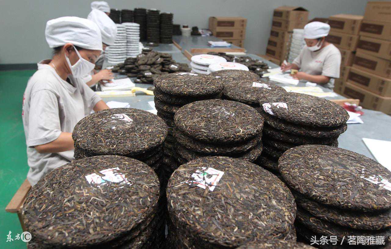 你有必要知道，什么是普洱茶生饼8病