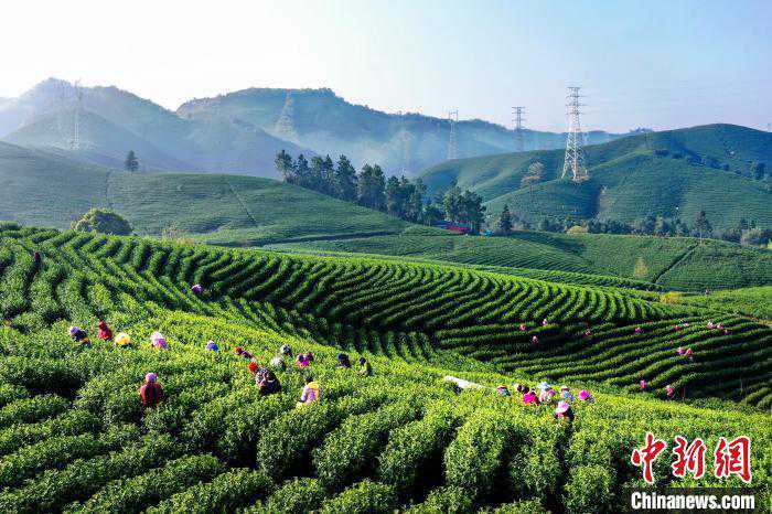 安吉白茶化危为“机”茶农茶企线上“发力”解销售难题