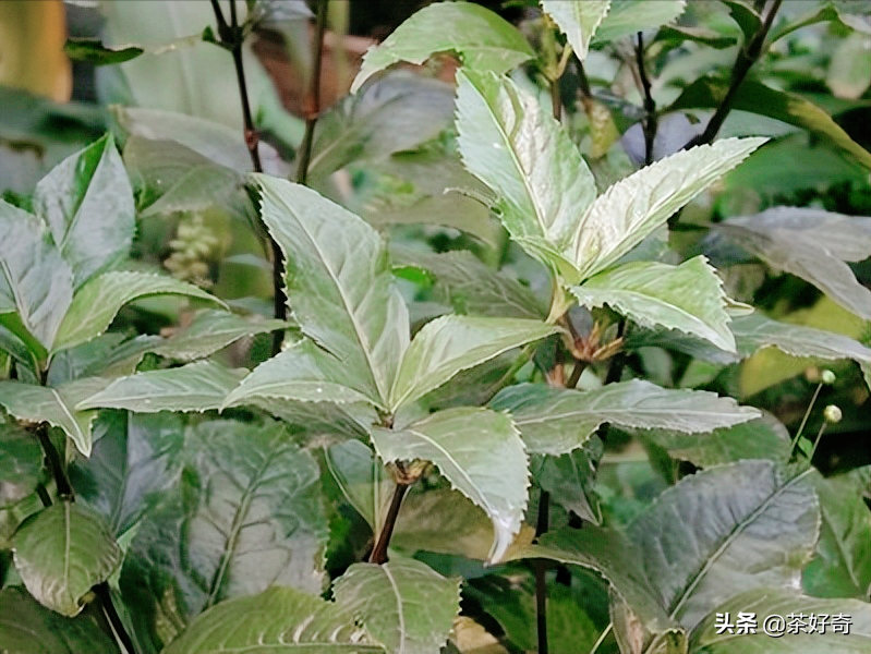 名垂青史！流传七百多年的“宋茶”，就在汕头南澳岛
