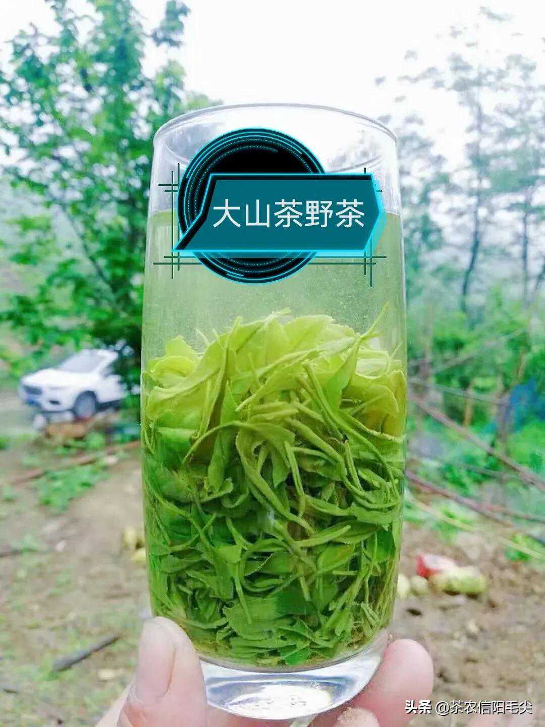 信阳毛尖春尾茶是什么茶，口感如何？